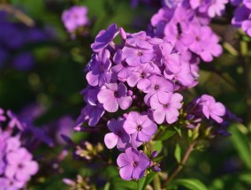 锦甜花卉，高淳区家庭花卉养护的秘诀怎么歌谱